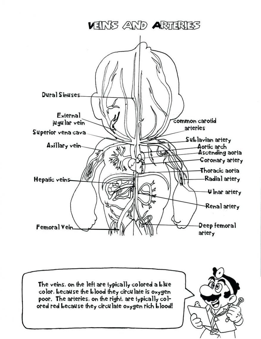 anatomy and physiology workbook printable